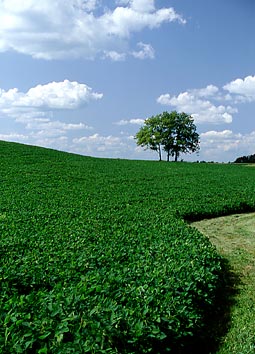 Green field photo